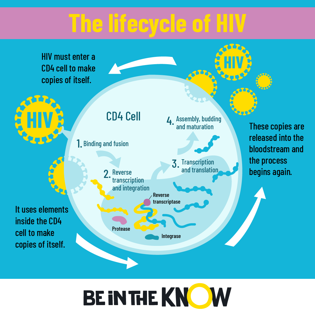 Picture of HIV lifecycle