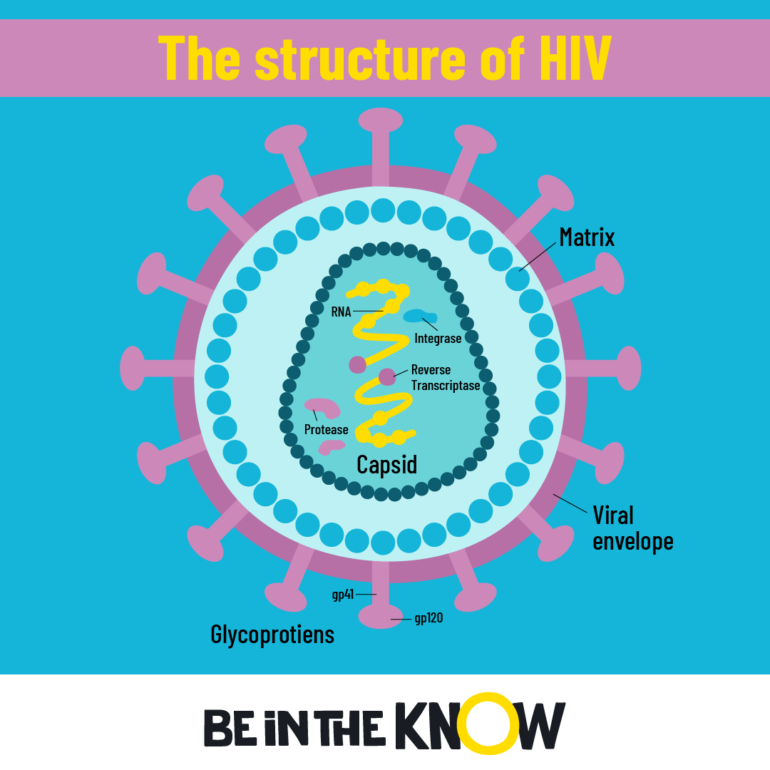 Infographic showing structure of HIV