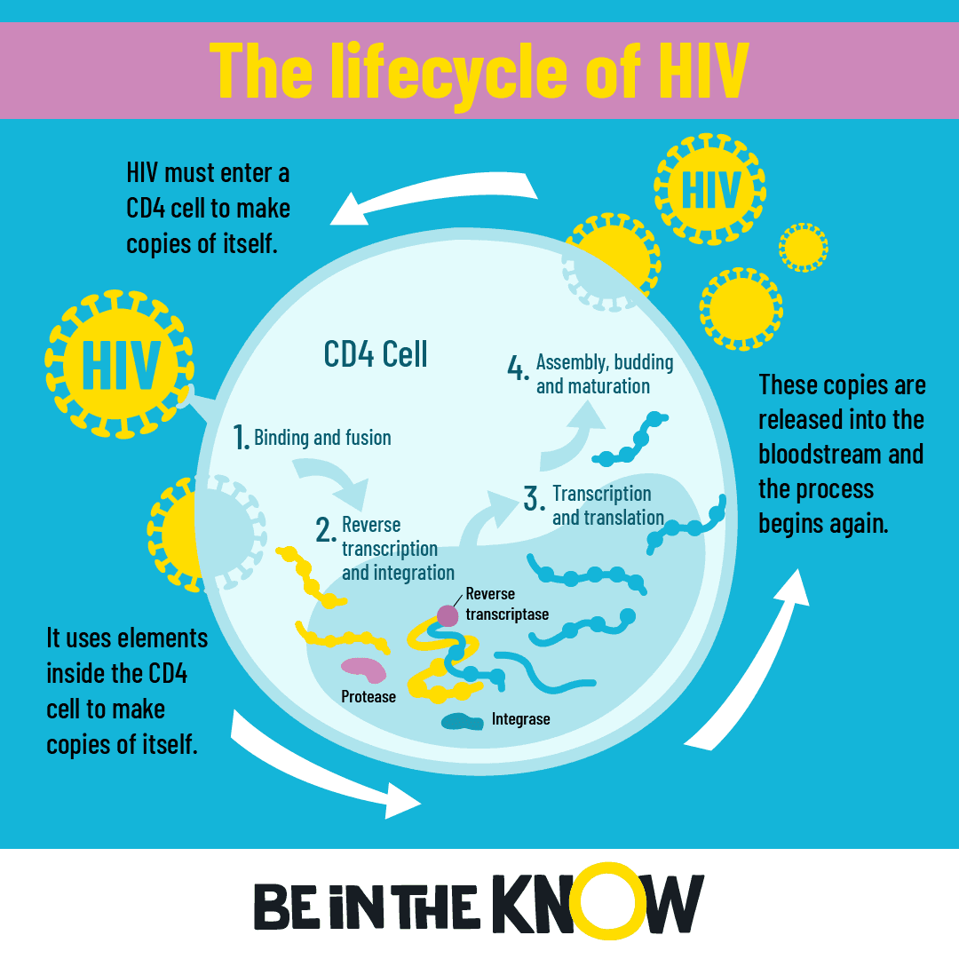 How HIV infects the body | Be in the KNOW
